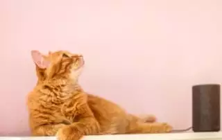 alexa together for seniors